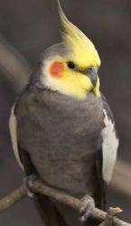 The Best Cockatiels for sale